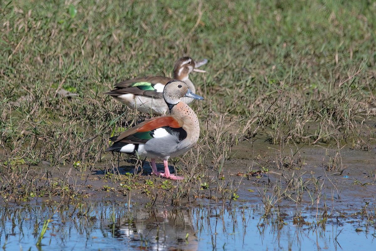 Ringed Teal - ML624095609