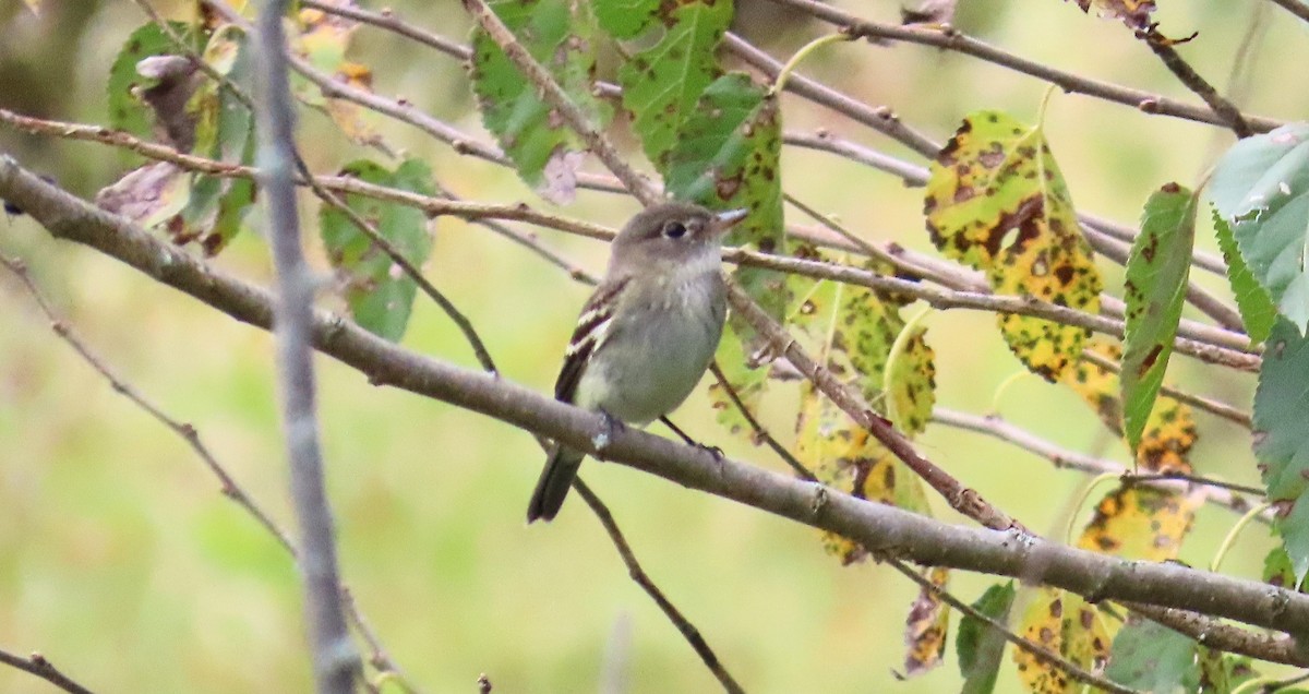 Empidonax sp. - ML624095621