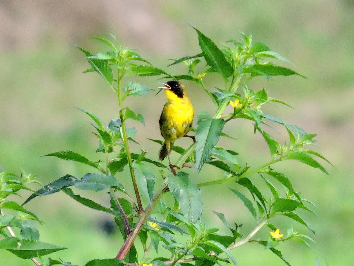 Olive-crowned Yellowthroat - ML624095622