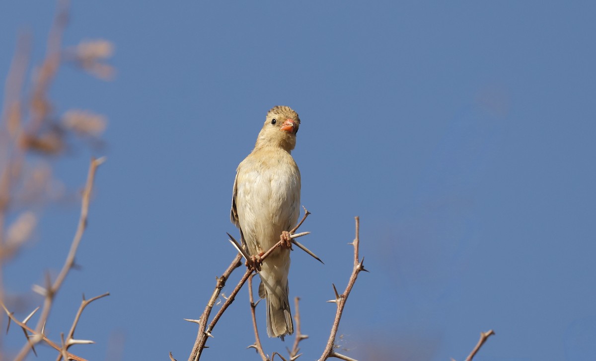 Shaft-tailed Whydah - ML624095644