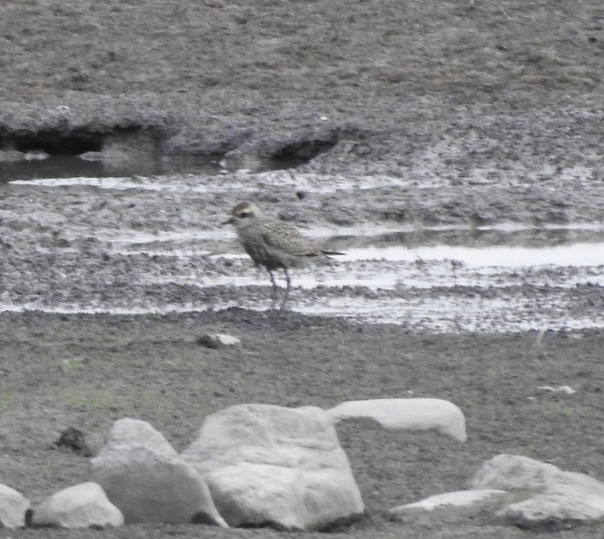 American Golden-Plover - Shane Sater