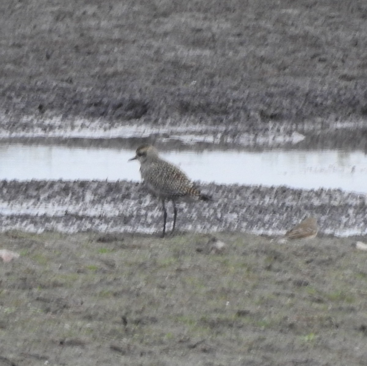 American Golden-Plover - ML624095646