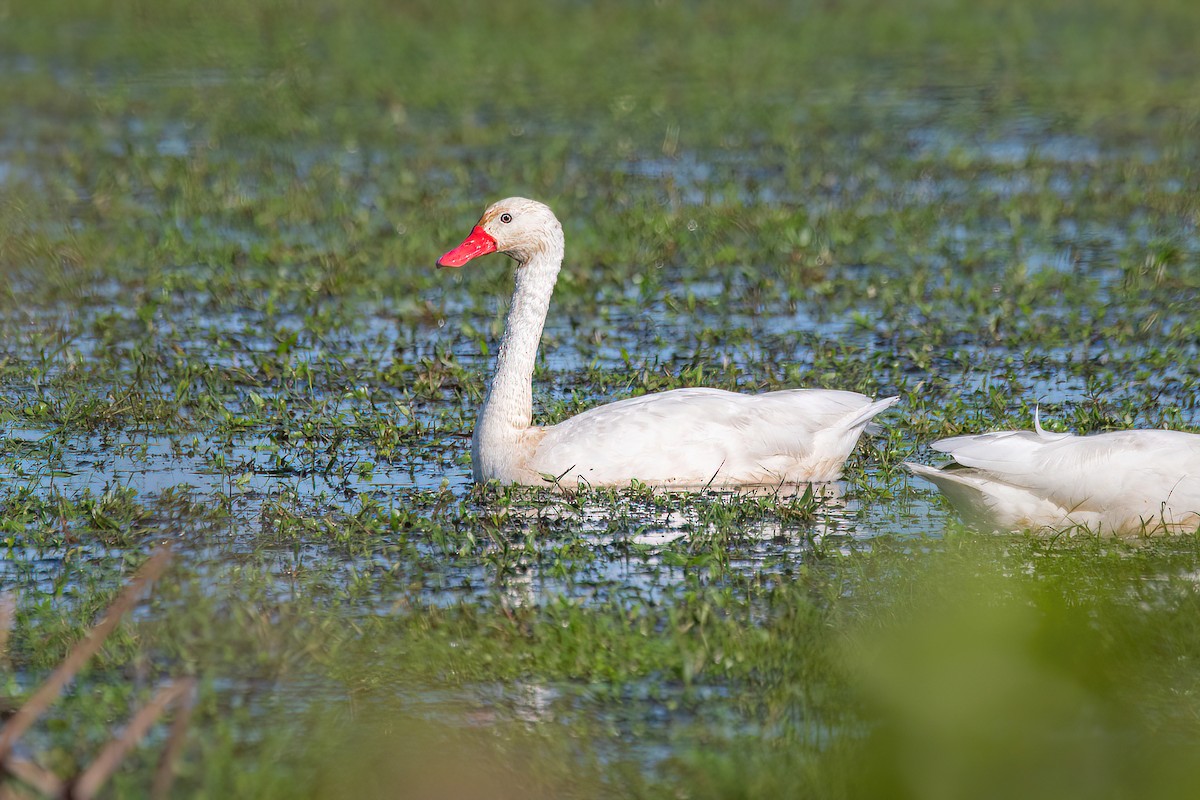 Coscoroba Swan - ML624095660