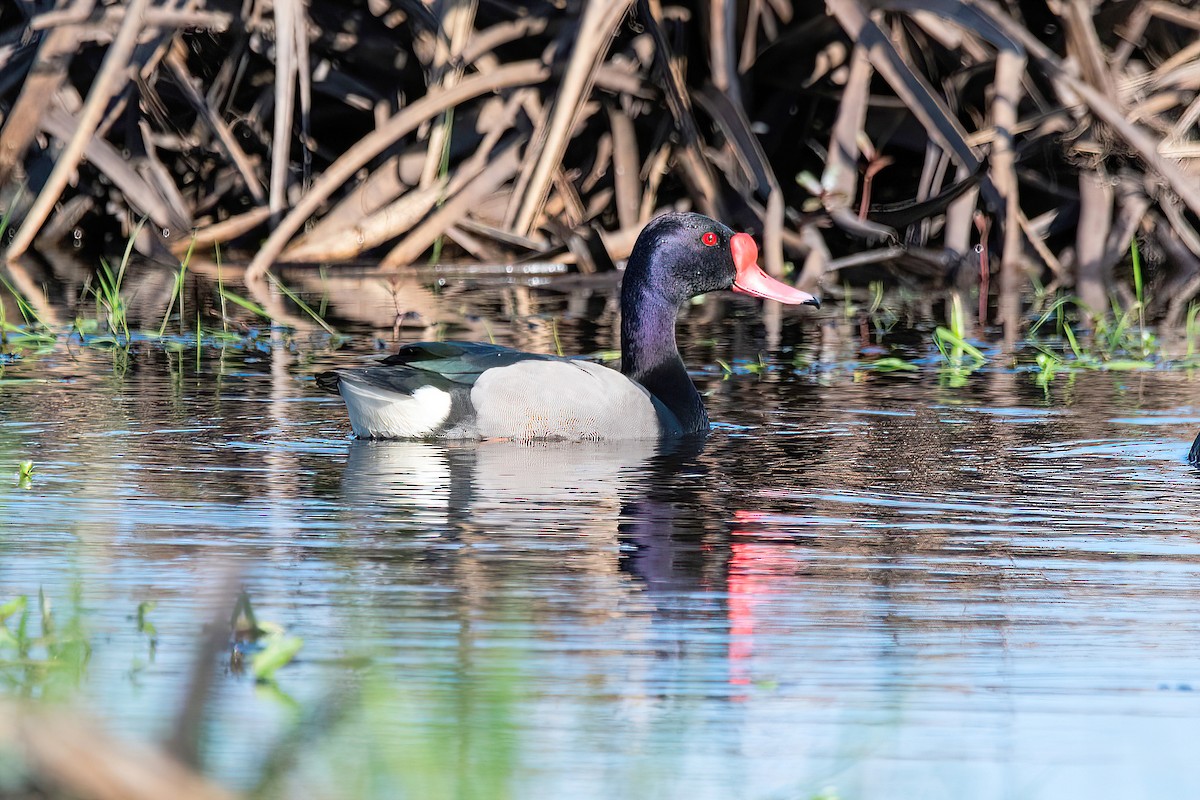 Rosy-billed Pochard - ML624095666