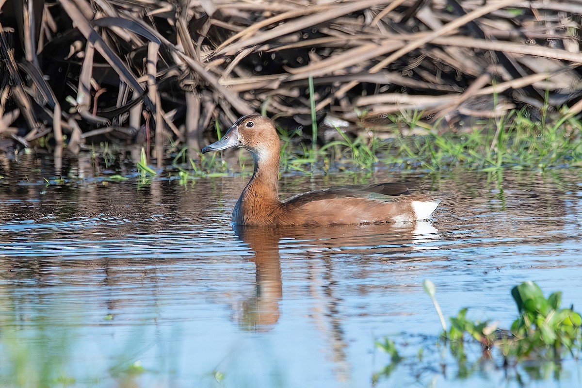 Rosy-billed Pochard - ML624095667