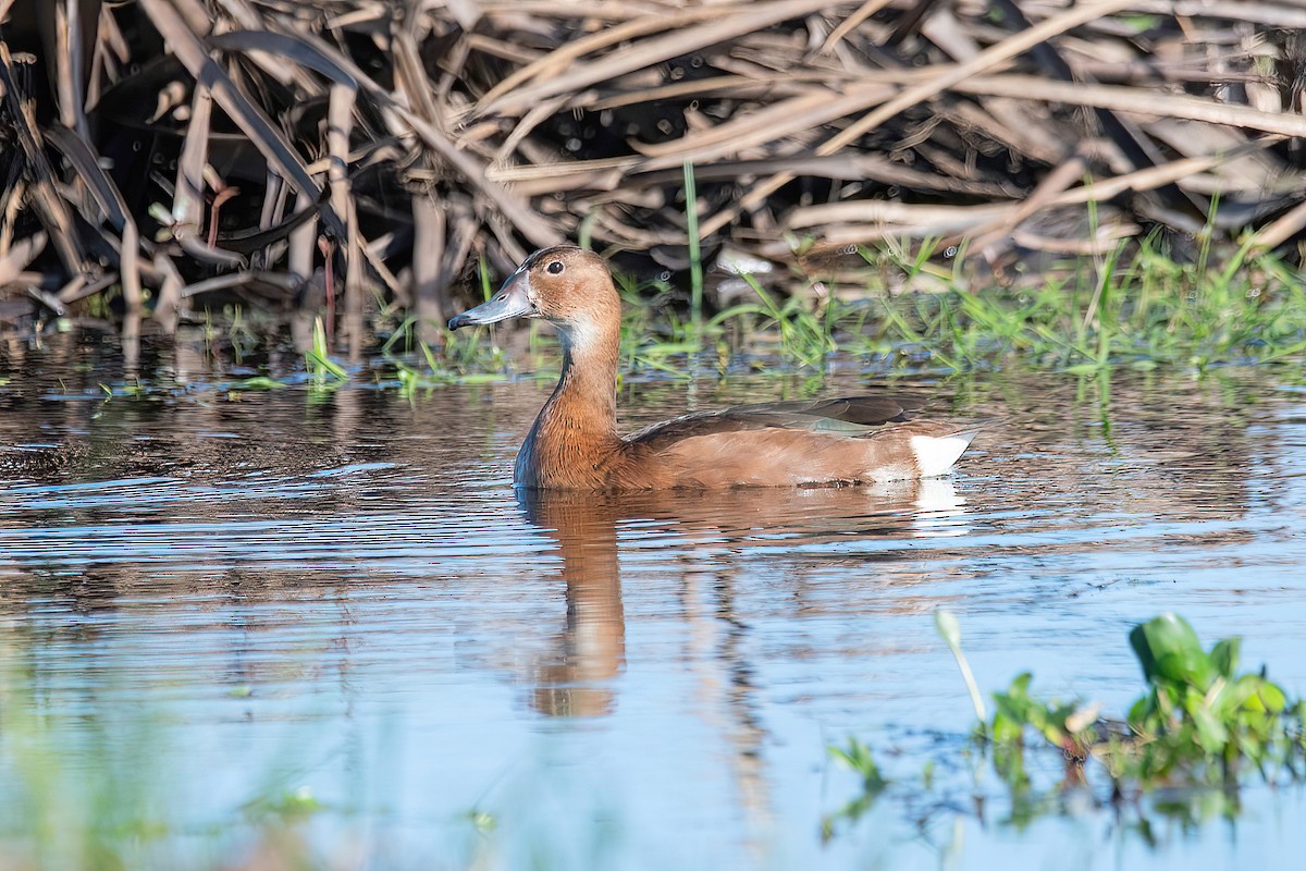 Rosy-billed Pochard - ML624095669