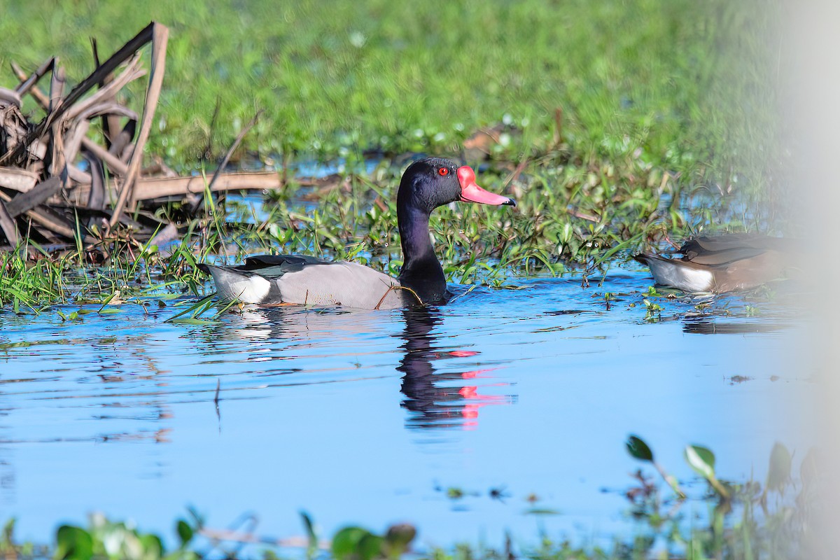 Rosy-billed Pochard - ML624095671