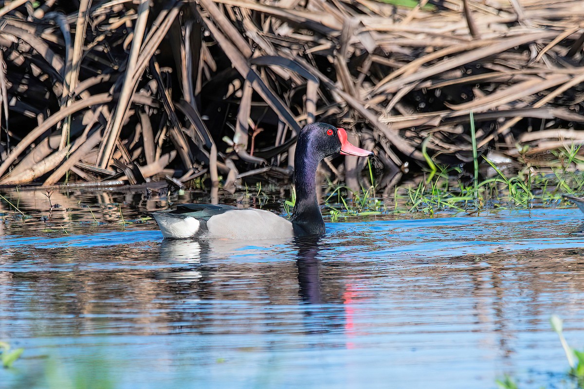 Rosy-billed Pochard - ML624095672