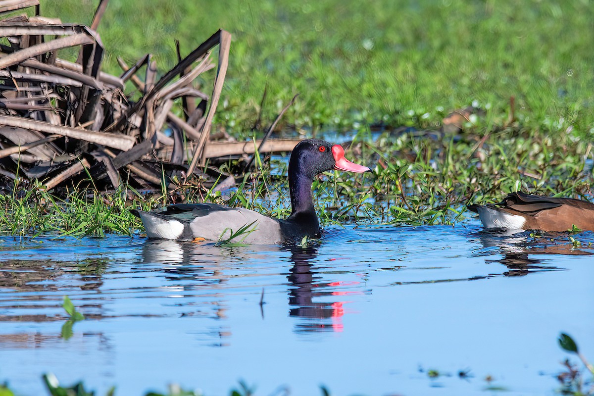 Rosy-billed Pochard - ML624095673