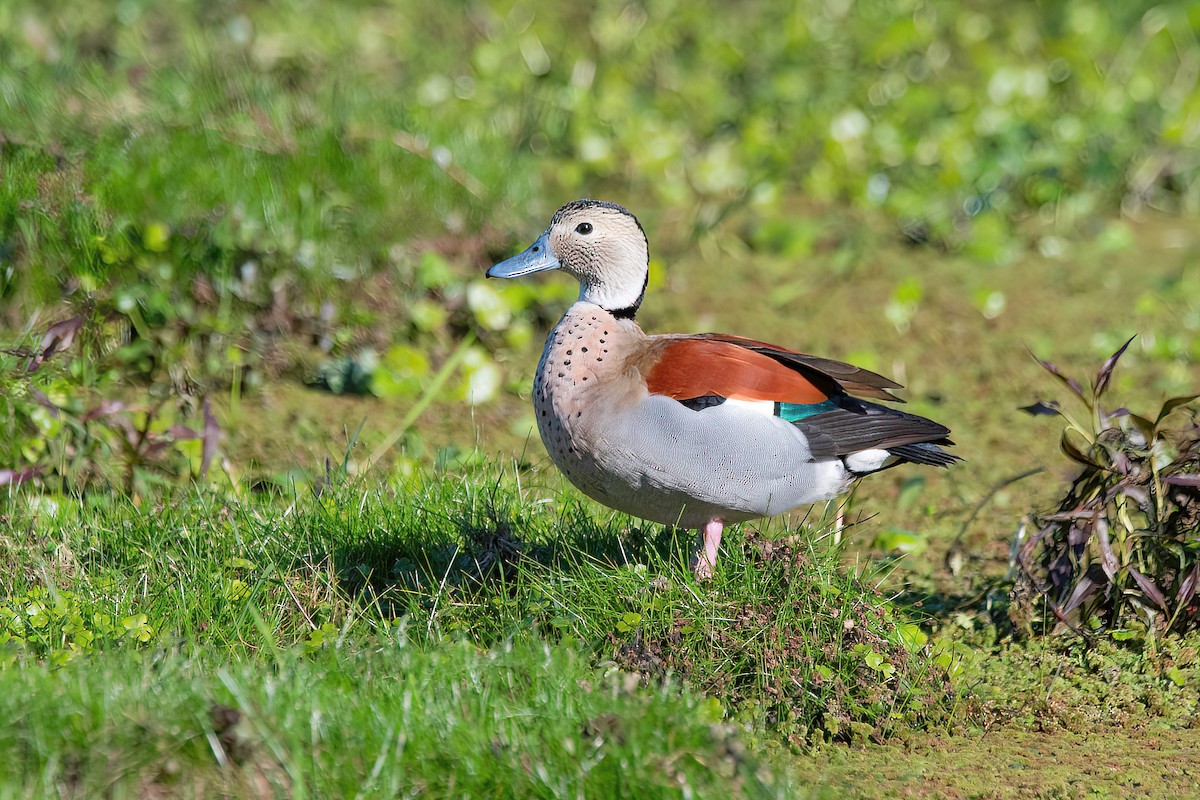 Ringed Teal - ML624095676