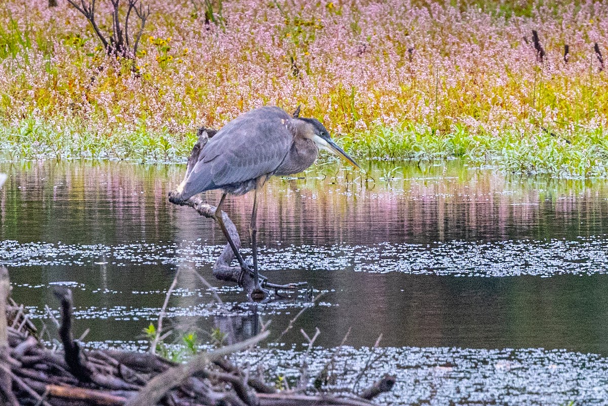 Great Blue Heron - ML624095689