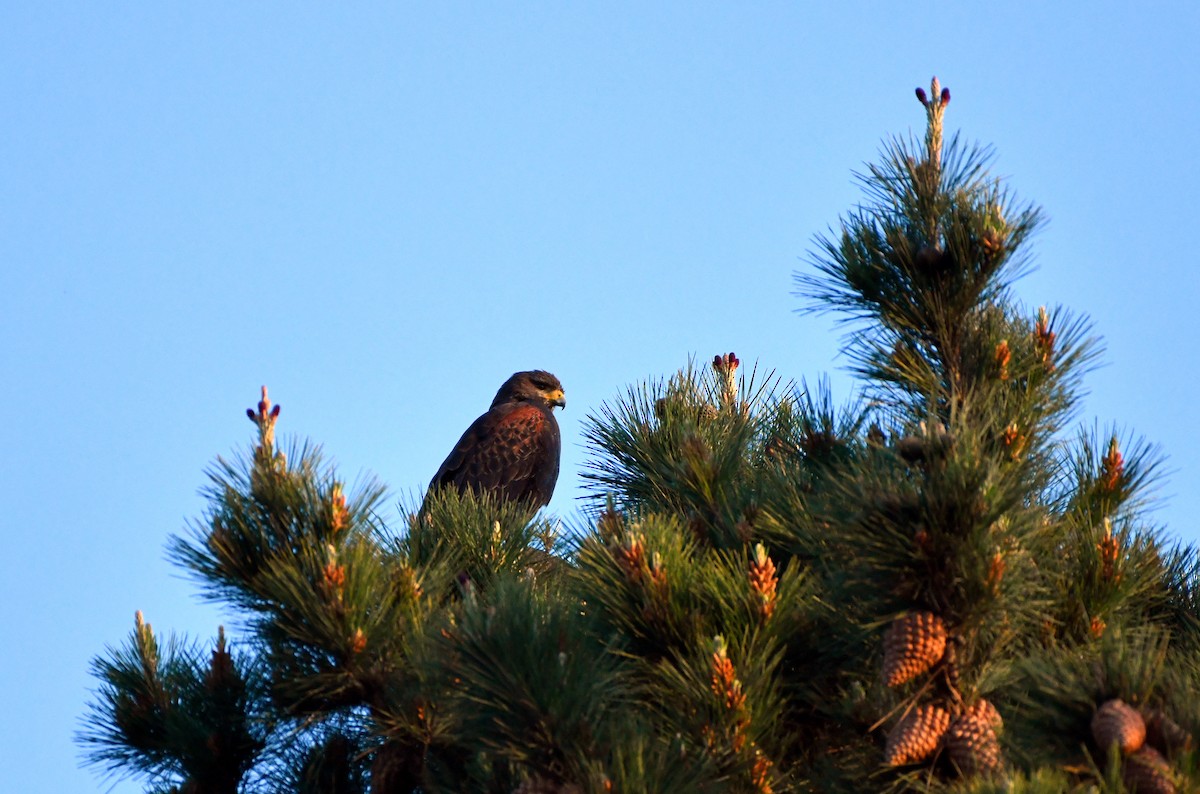 Harris's Hawk - ML624095694