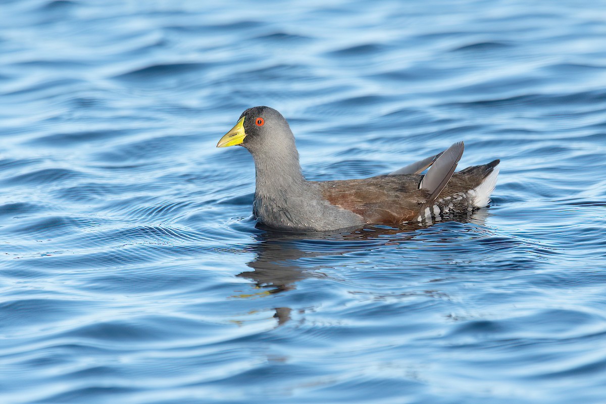 Spot-flanked Gallinule - ML624095695