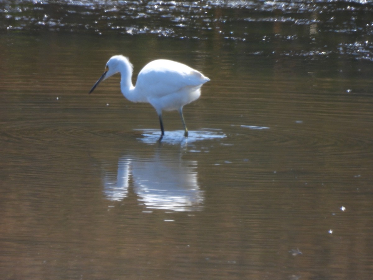 Snowy Egret - ML624095702