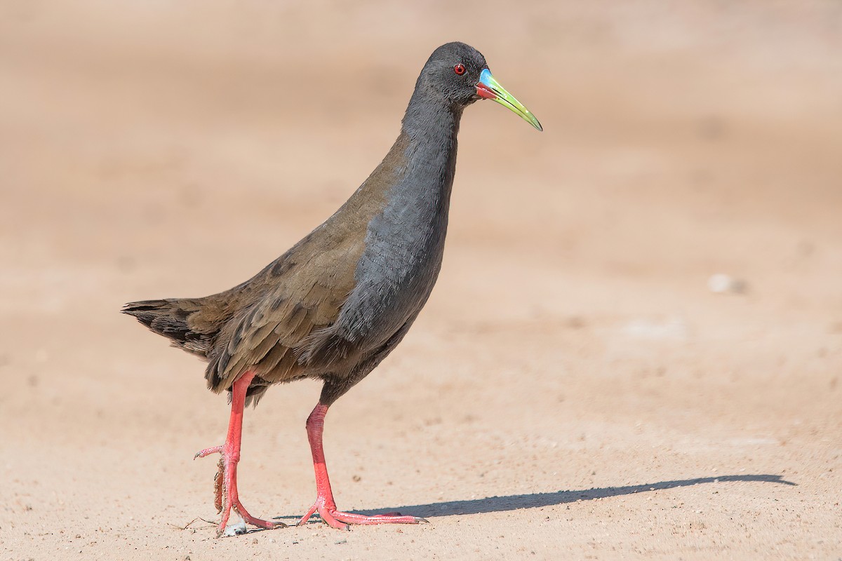 Plumbeous Rail - ML624095705