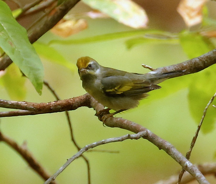 Golden-winged Warbler - ML624095725