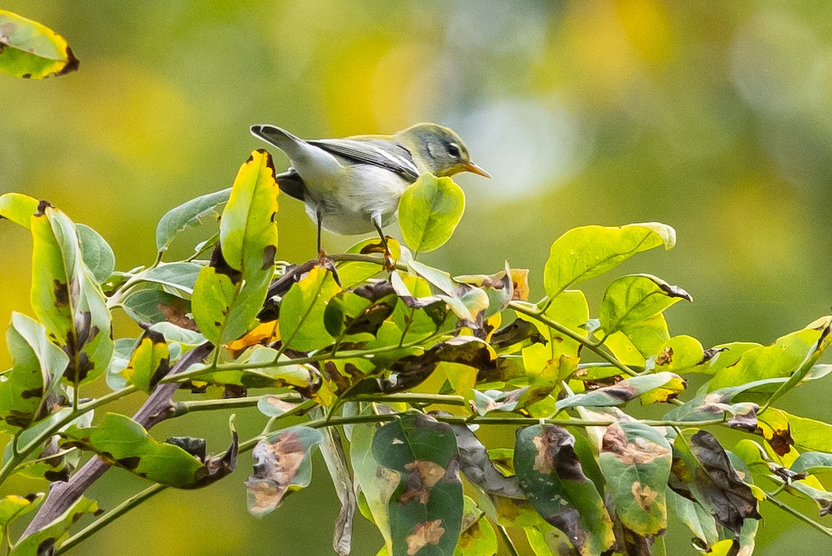 Northern Parula - ML624095726