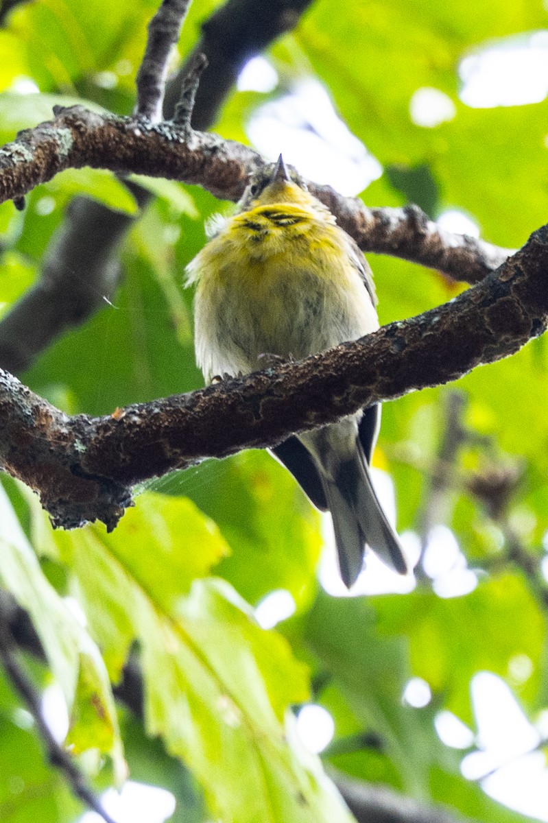 Pine Warbler - ML624095727
