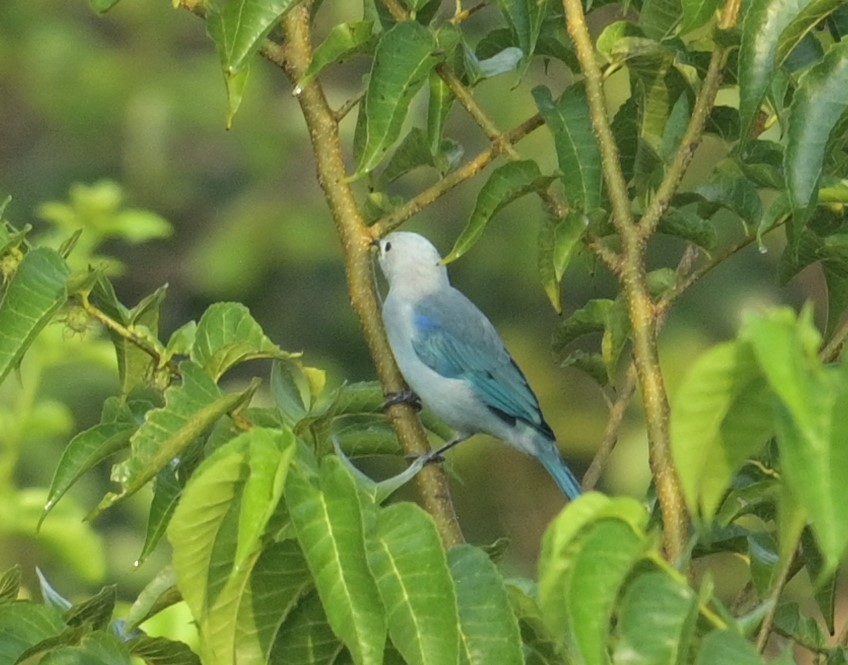 Blue-gray Tanager (Blue-gray) - Rob Hamilton