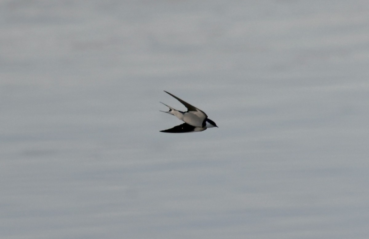 White-throated Swallow - ML624095733