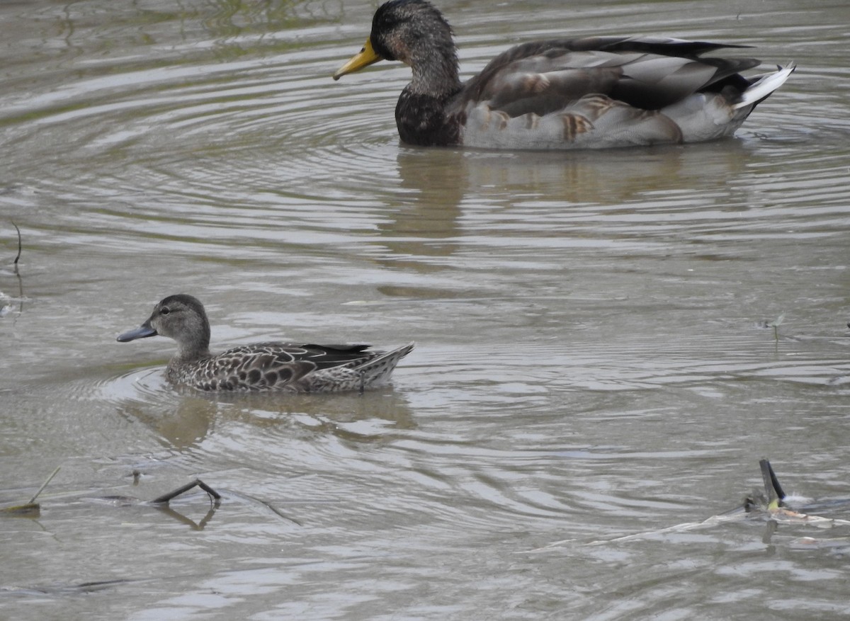 Blue-winged Teal - ML624095742