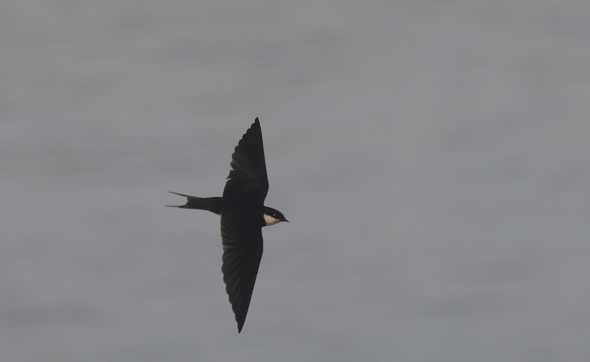 White-throated Swallow - Anne Bielamowicz