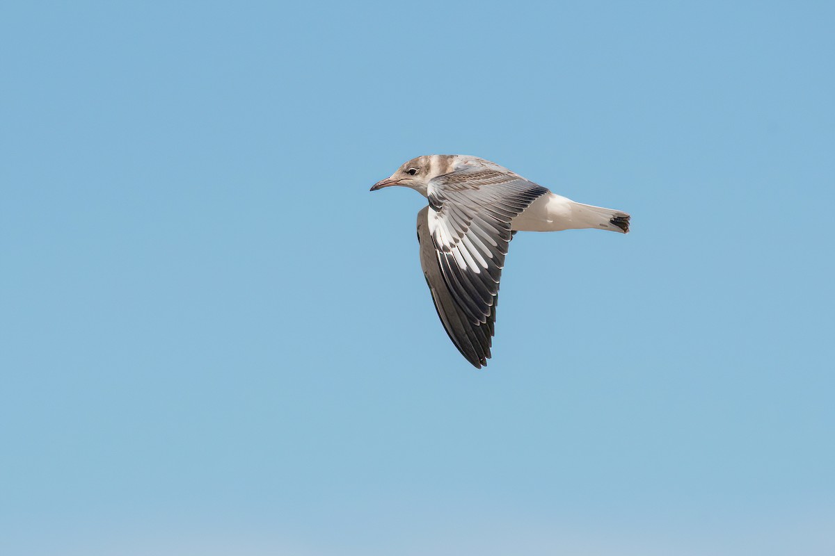 Gray-hooded Gull - ML624095753