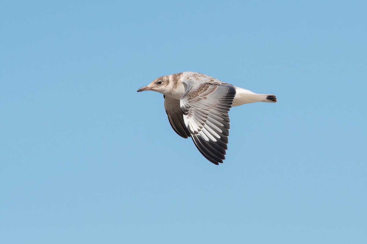 Gray-hooded Gull - ML624095754