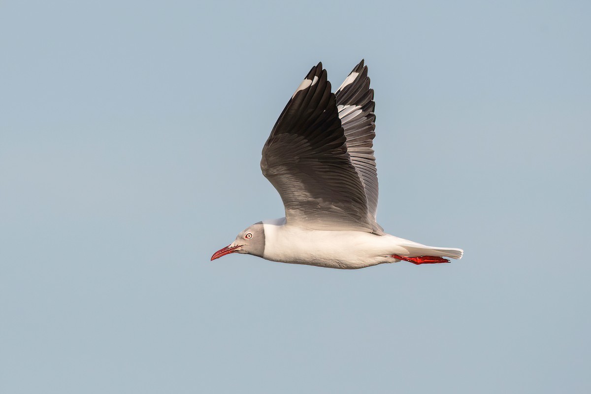 Gray-hooded Gull - ML624095755