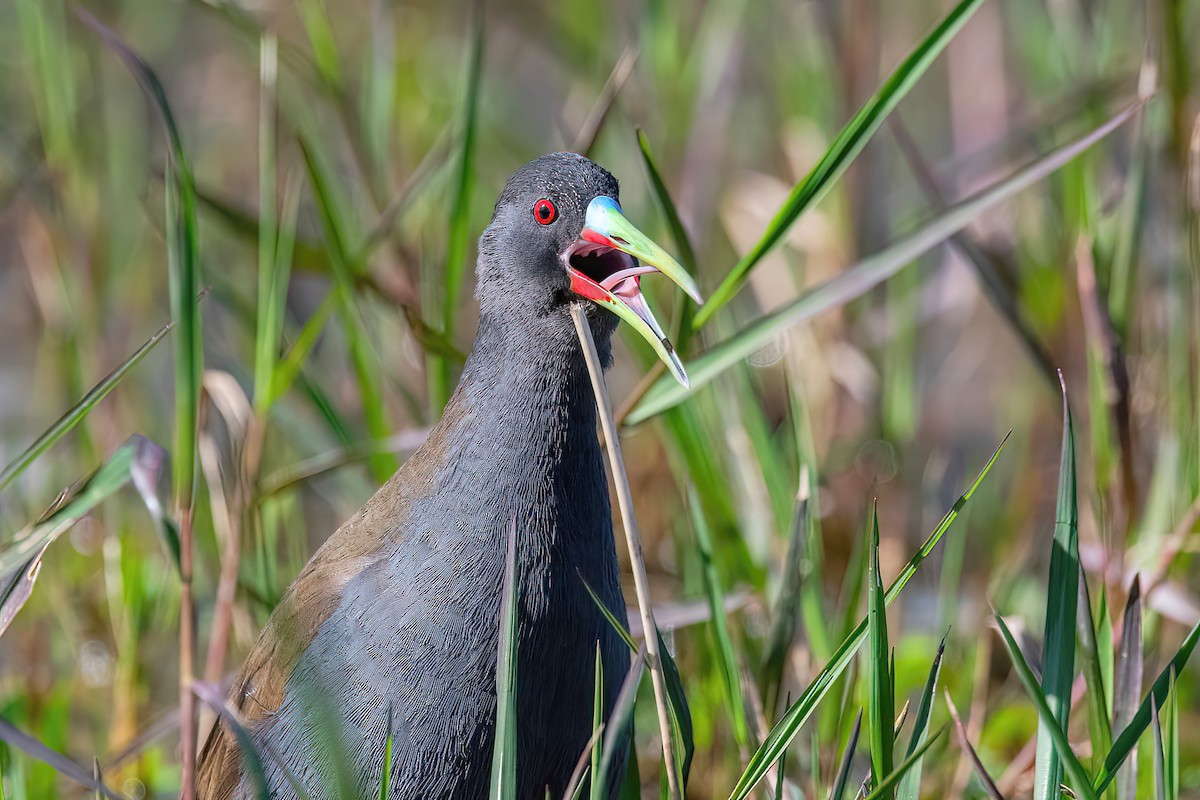 Plumbeous Rail - ML624095759