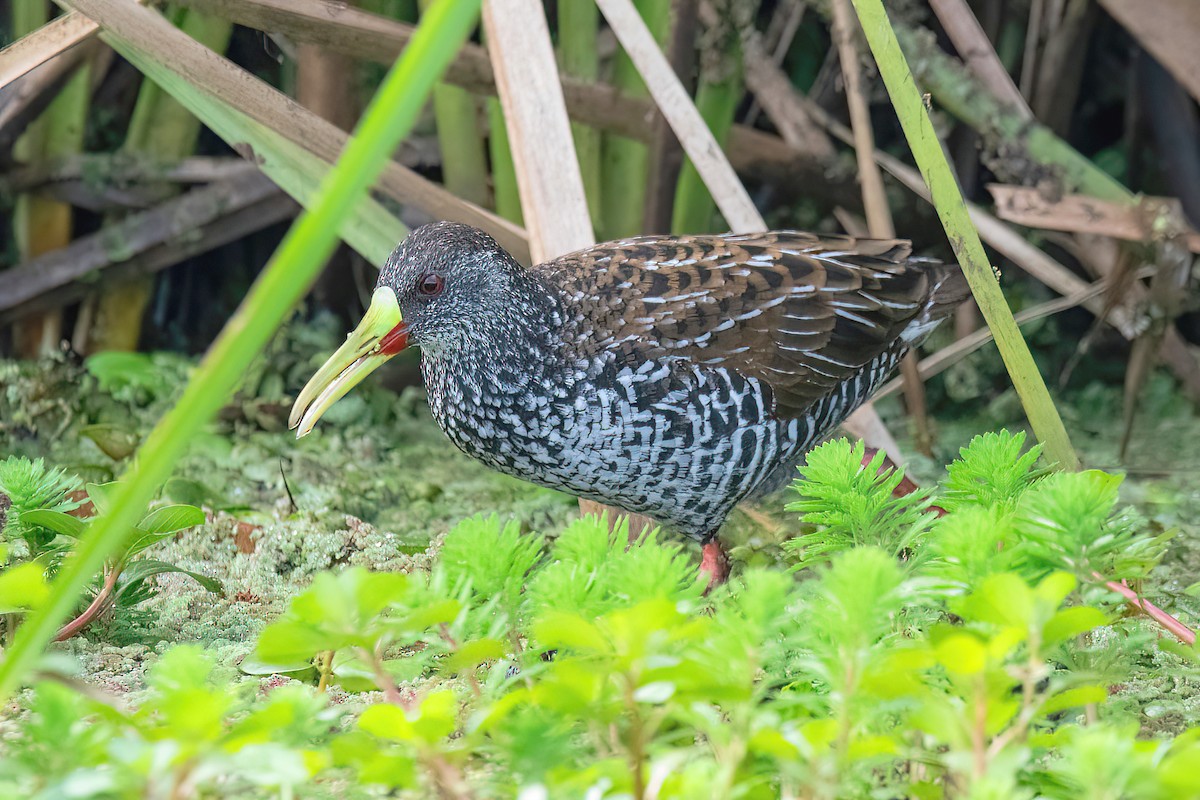 Spotted Rail - ML624095760