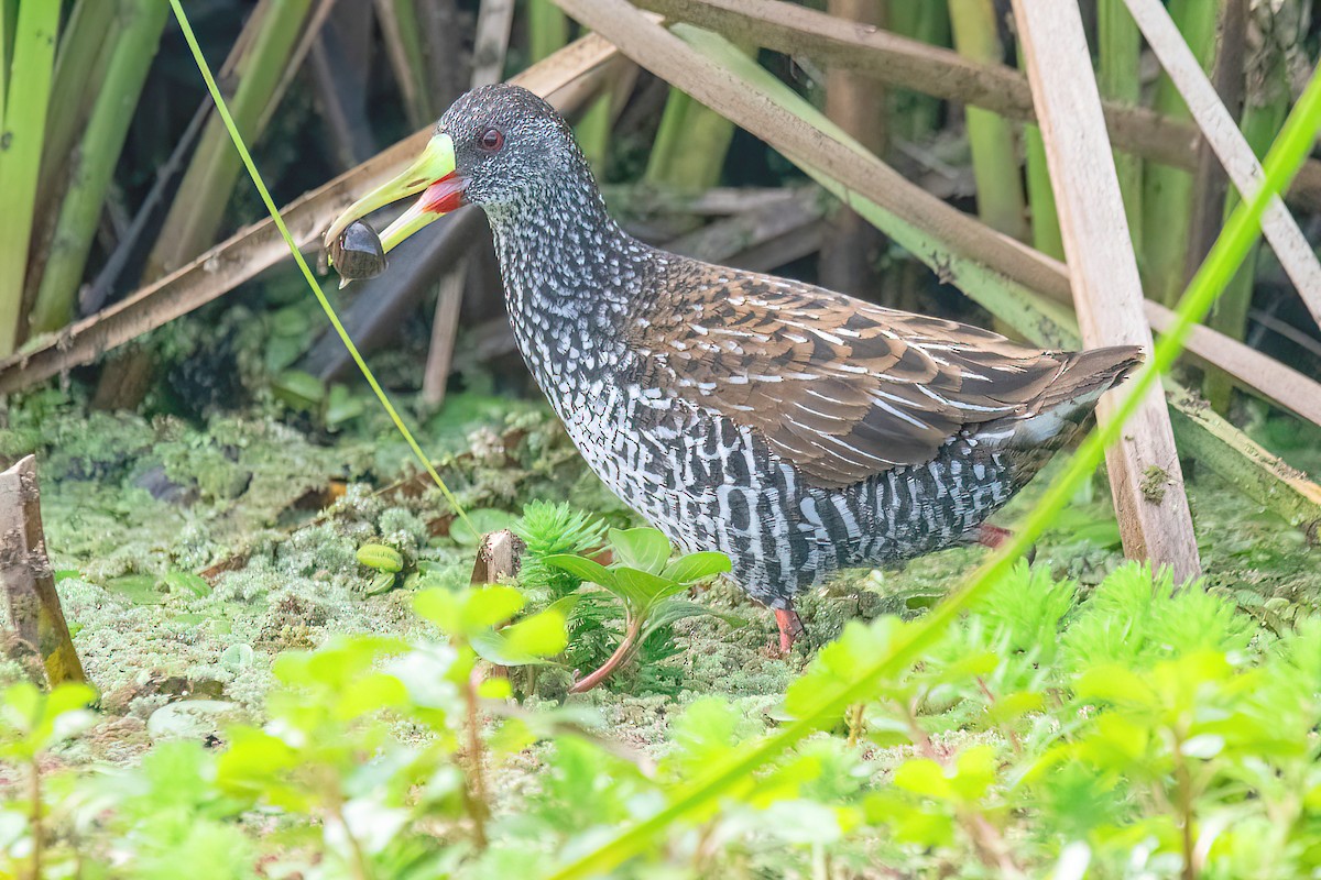 Spotted Rail - ML624095761