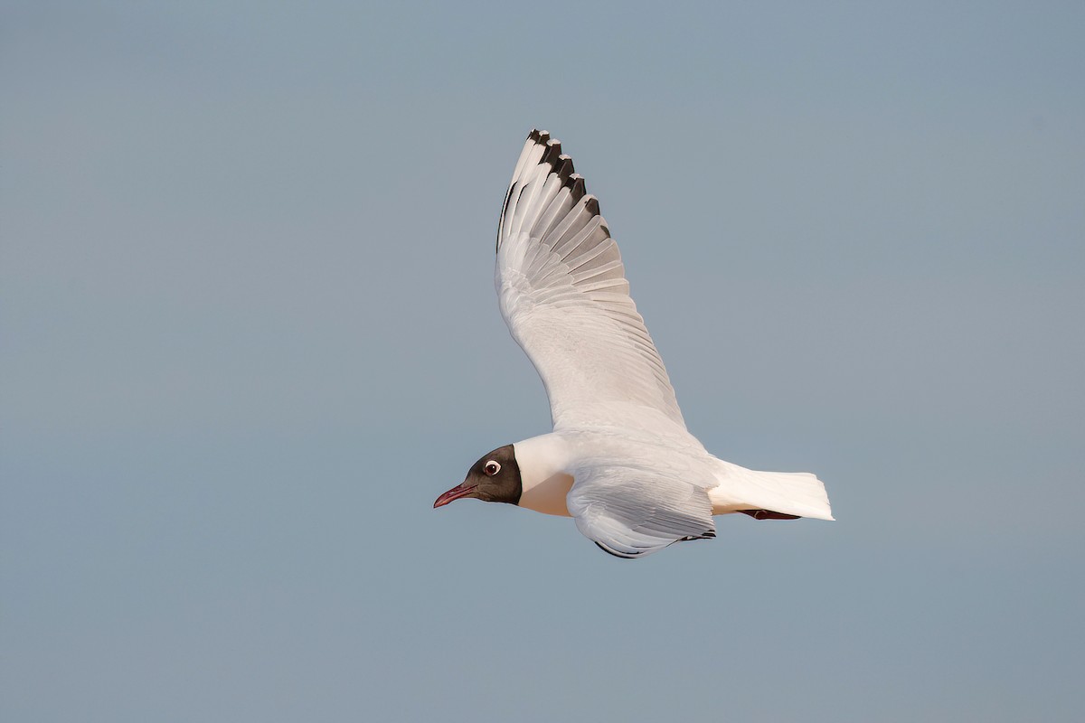 Brown-hooded Gull - ML624095772