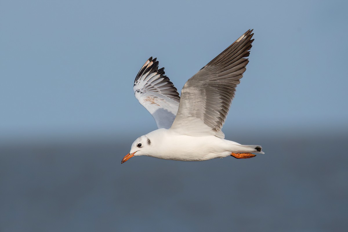 Brown-hooded Gull - ML624095773