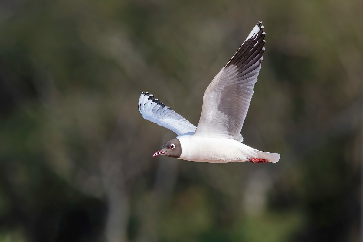 Brown-hooded Gull - ML624095774