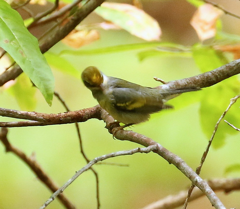 Golden-winged Warbler - ML624095789