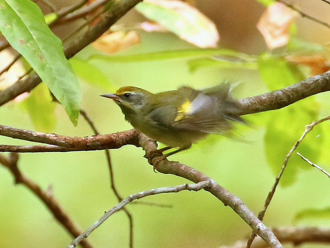 Golden-winged Warbler - ML624095799