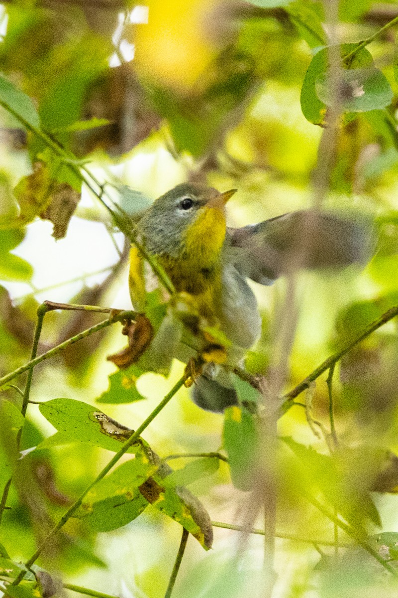 Northern Parula - ML624095800