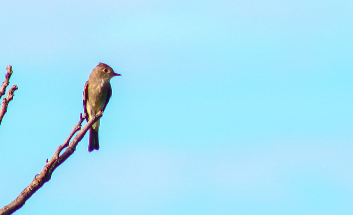 Western Wood-Pewee - ML624095805