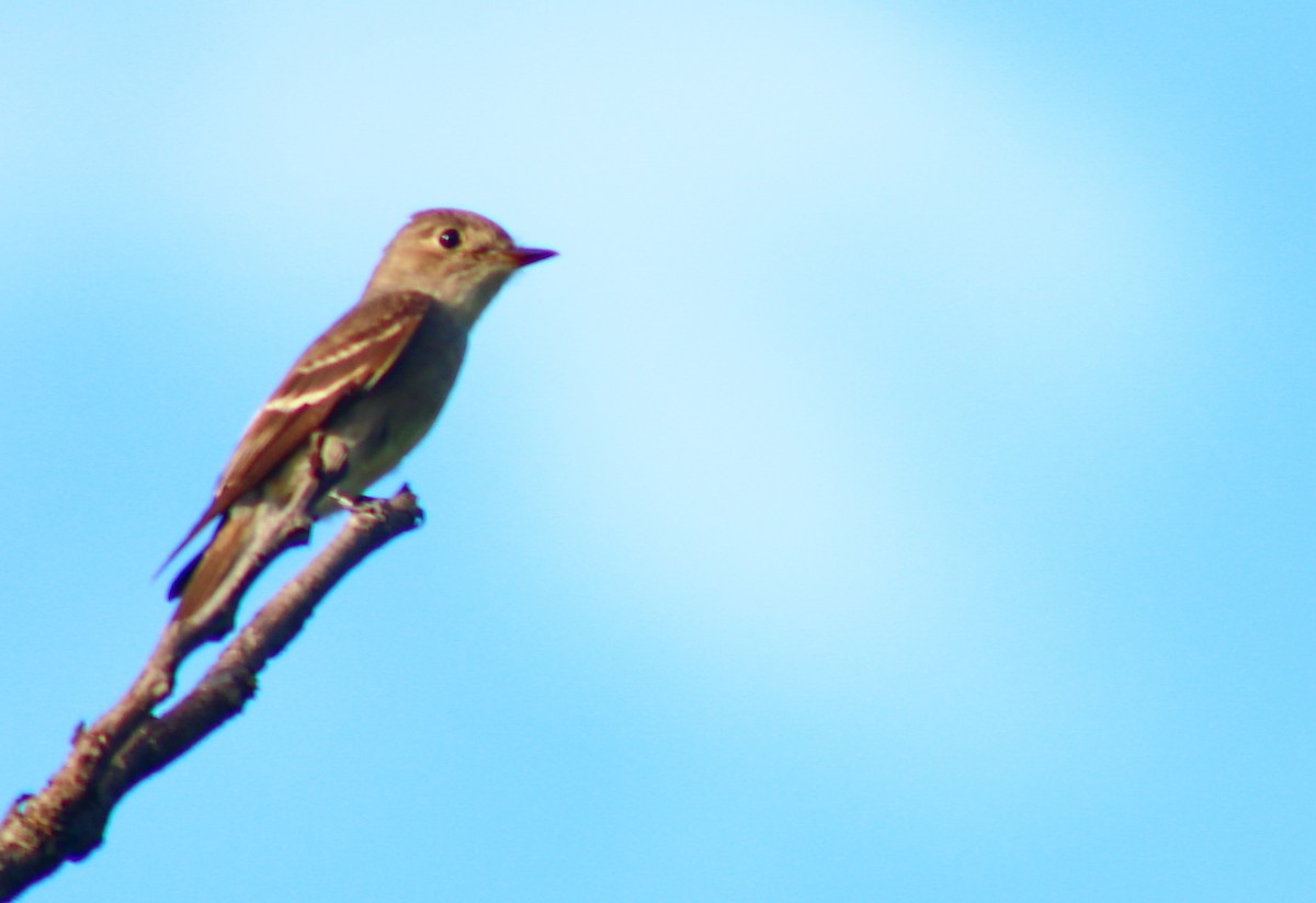 Western Wood-Pewee - ML624095806