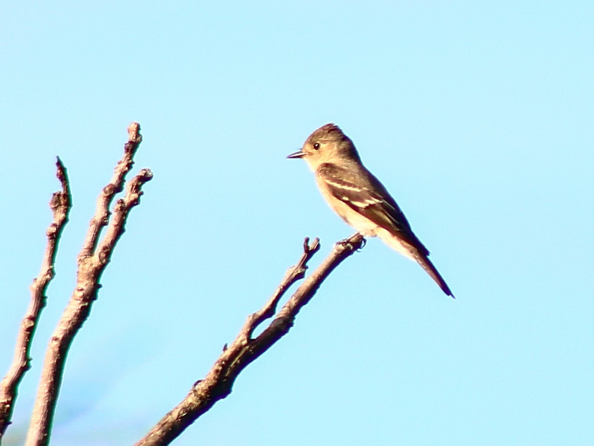 Western Wood-Pewee - ML624095807