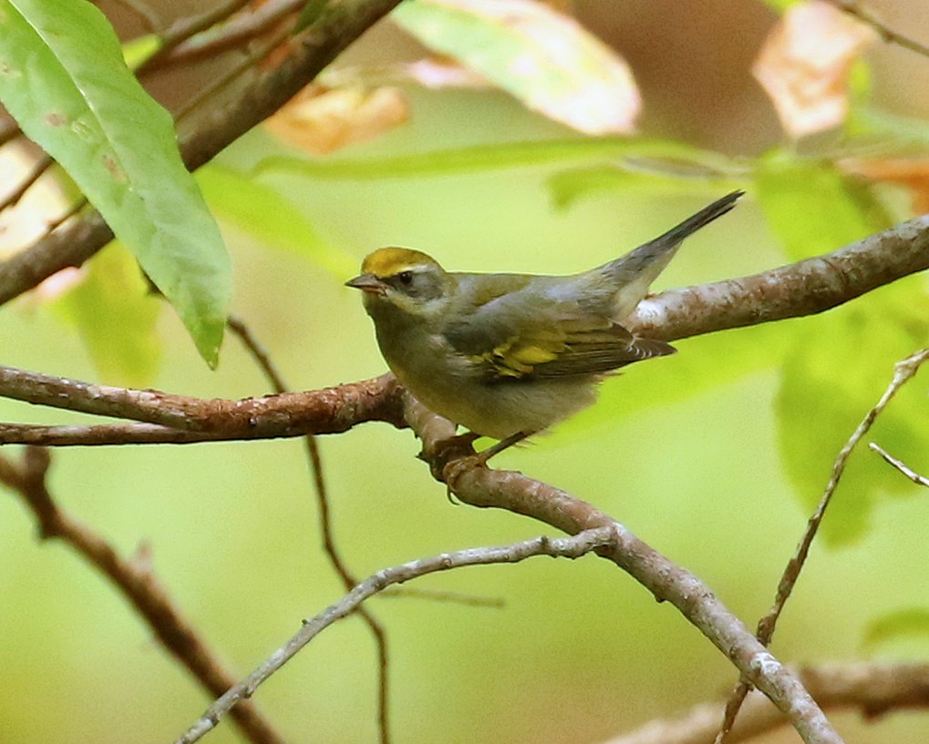 Golden-winged Warbler - ML624095812