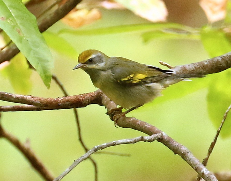 Golden-winged Warbler - ML624095822