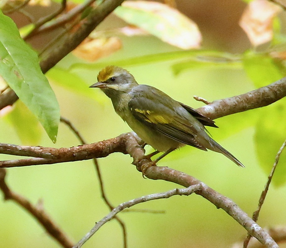 Golden-winged Warbler - ML624095832