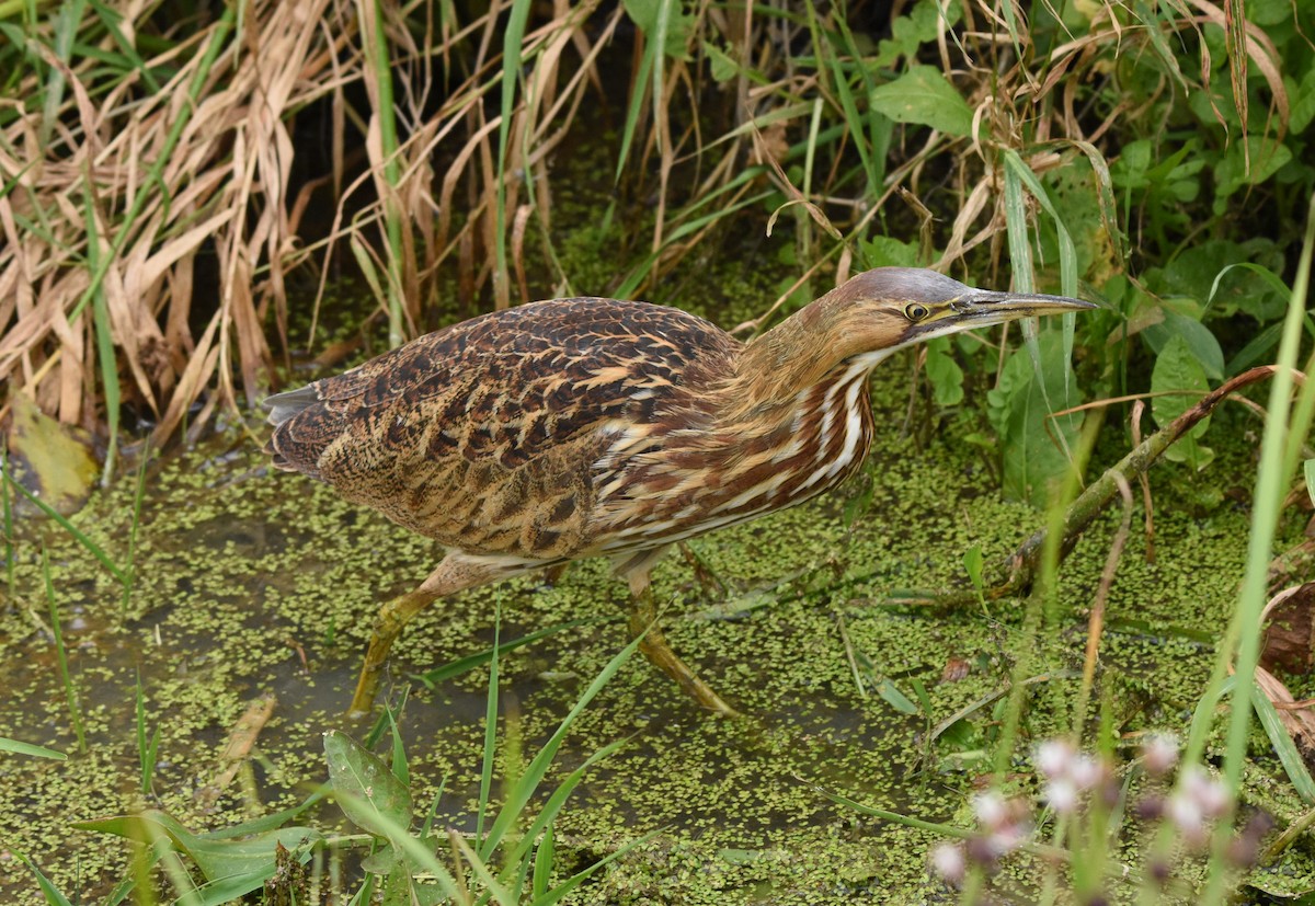 American Bittern - Danielle Cayer