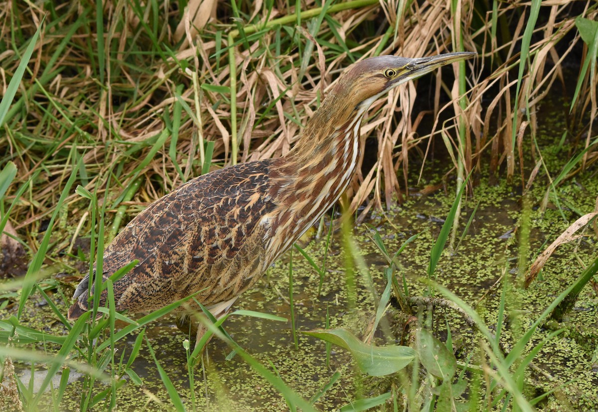 American Bittern - ML624095849