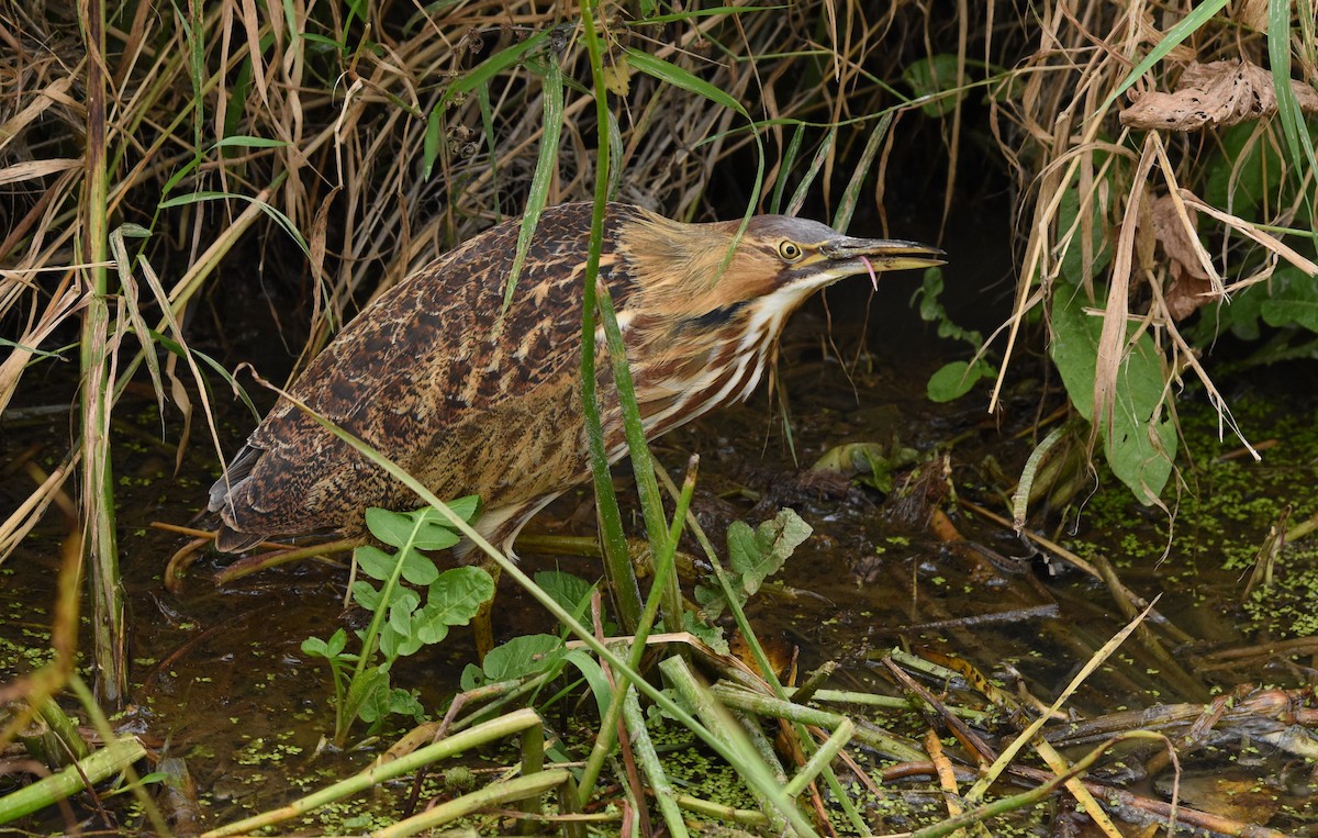 American Bittern - ML624095850