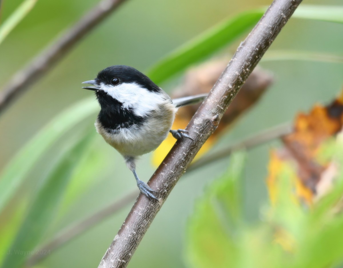 Black-capped Chickadee - ML624095857