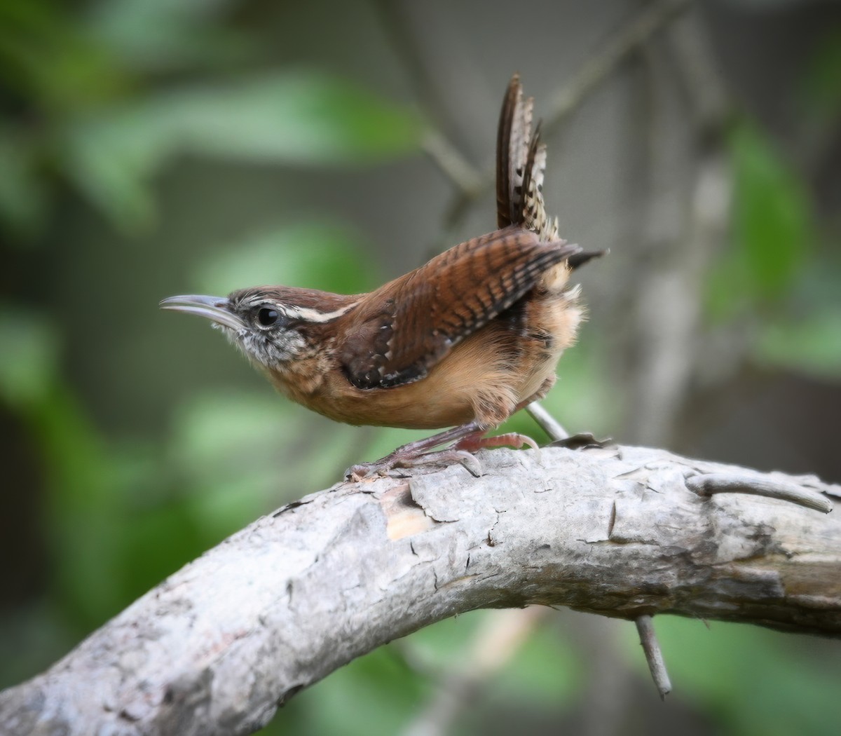 Carolina Wren - ML624095877