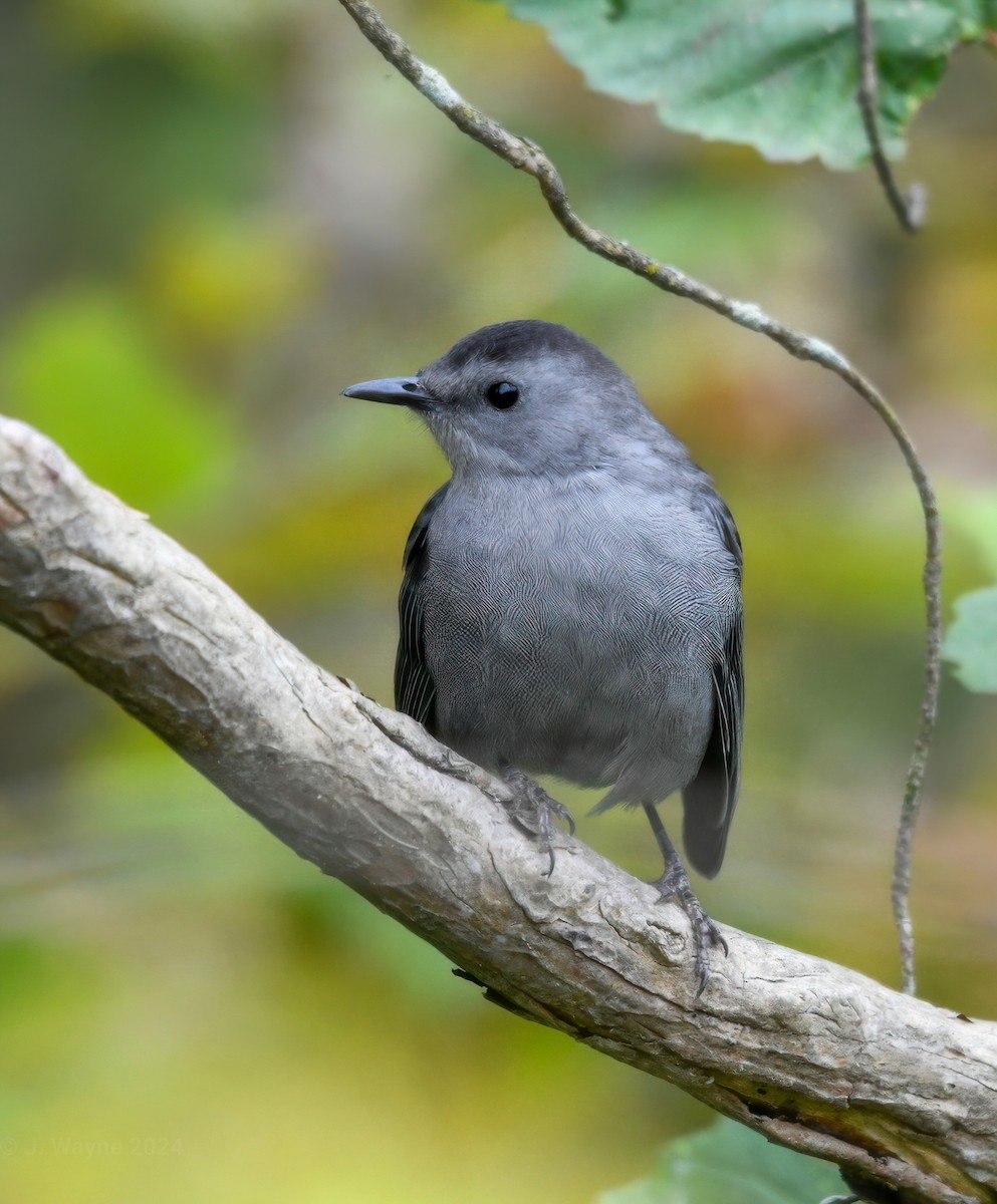 Gray Catbird - ML624095886